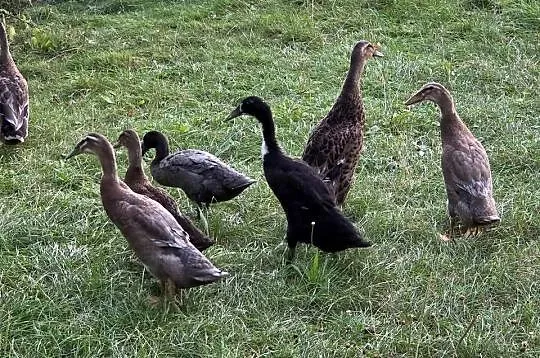 Sprzedam Biegusy Indyjskie, Śląskie, Wisła Mała