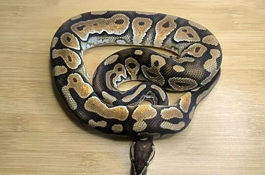 Pyton królewski Cinnamon Enchi Rabat (patrz opis)
