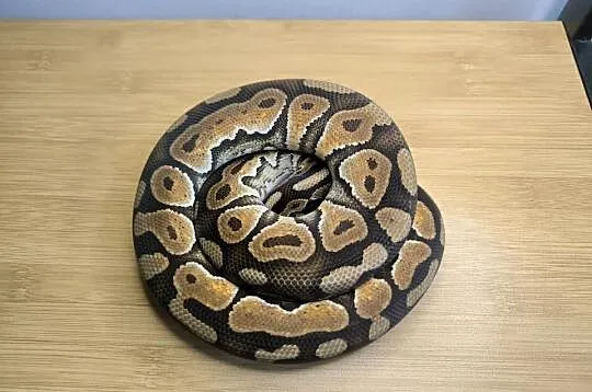 Pyton królewski Cinnamon Enchi Rabat (patrz opis), Mazowieckie, Makowiec
