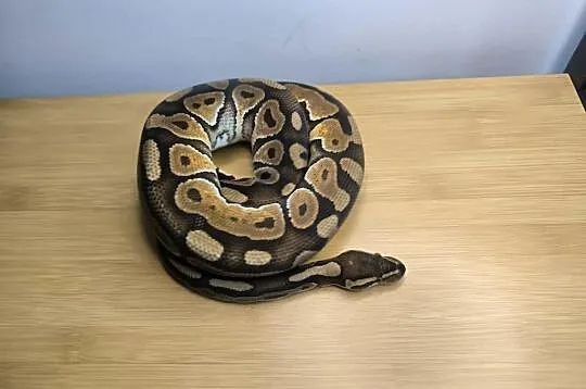 Pyton królewski Cinnamon Enchi Rabat (patrz opis), Mazowieckie, Makowiec