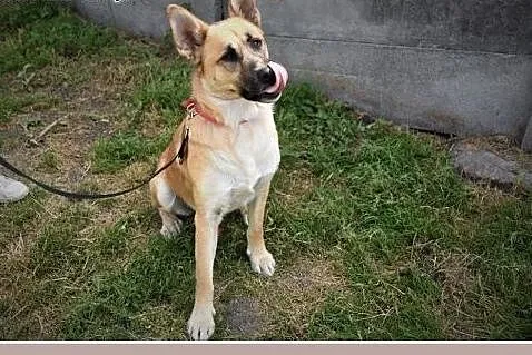Cudem uratowany pies RAMZES, najwierniejszy na świ, Kraków