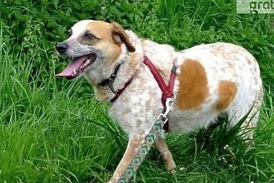 Bianka szuka odpowiedzialnego opiekuna na całe życie, Mazowieckie, Warszawa
