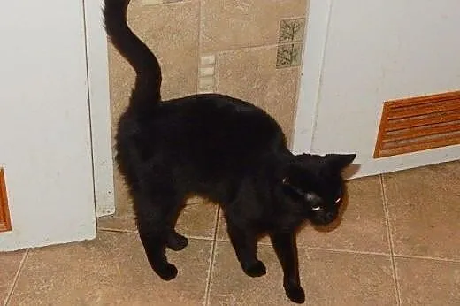 Dwie Czarnulki do adopcji!!!!,  łódzkie Łódź