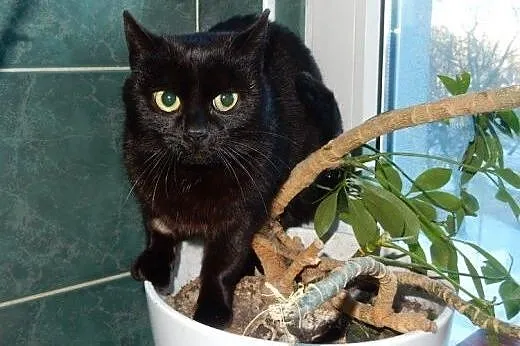 Dwie Czarnulki do adopcji!!!!,  łódzkie Łódź