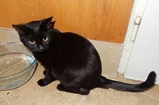 Dwie Czarnulki do adopcji!!!!,  łódzkie Łódź