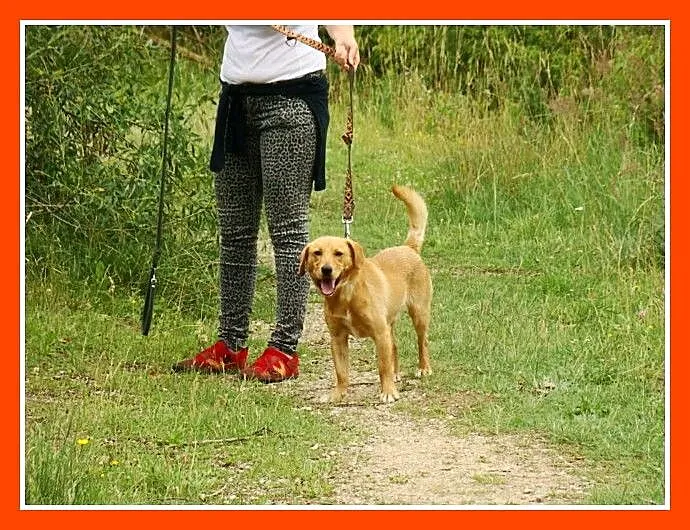 Młody spaniel mix,waga 12 kg,wesoły,energiczny psi