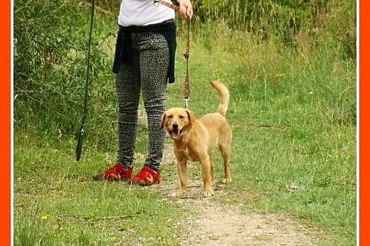 Młody spaniel mix,waga 12 kg,wesoły,energiczny psi