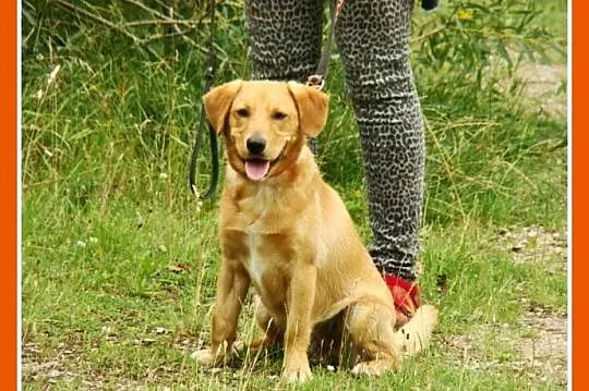 Młody spaniel mix,waga 12 kg,wesoły,energiczny psi