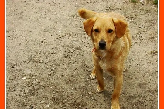 Młody spaniel mix,waga 12 kg,wesoły,energiczny psi