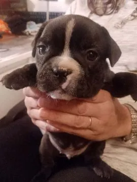 Buldog Francuski piękne szczenięta po ładnych umięśnionych rodzicach!!