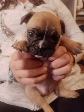 Buldog Francuski piękne szczenięta po ładnych umięśnionych rodzicach!!, , Białystok 