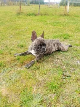 Buldog Francuski piękne szczenięta po ładnych umięśnionych rodzicach!!, , Białystok 