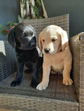 Piękne szczenięta rasy labrador retriever – samce i suczki – szukają nowych domów.