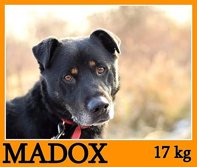 17 kg, pogodny,przyjacielski,kontaktowy piesek MAD