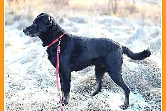 17 kg, pogodny,przyjacielski,kontaktowy piesek MAD