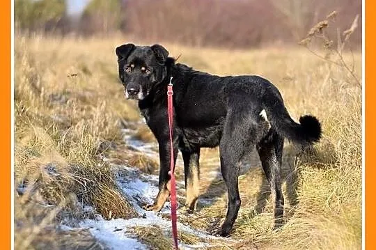 17 kg, pogodny,przyjacielski,kontaktowy piesek MAD