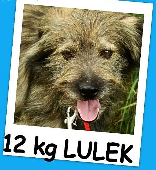 Długowłosy,przesympatyczny psiak LULEK,grzeczny,ła