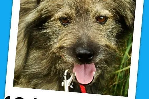 Długowłosy,przesympatyczny psiak LULEK,grzeczny,ła