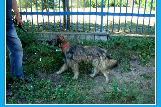 Długowłosy,przesympatyczny psiak LULEK,grzeczny,ła