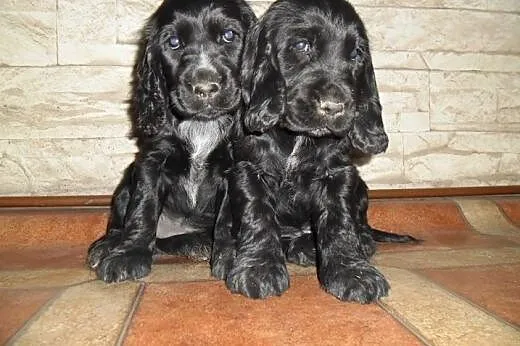 Szczenięta Cocker Spaniel Angielski,  łódzkie Sier