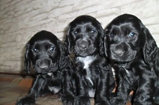 Szczenięta Cocker Spaniel Angielski,  łódzkie Sier