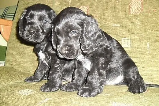 Szczenięta Cocker Spaniel Angielski,  łódzkie Sier