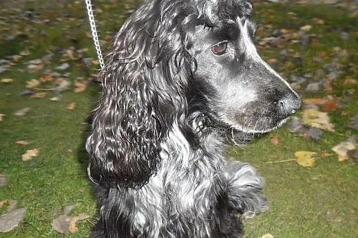 Szczenięta Cocker Spaniel Angielski,  łódzkie Sier