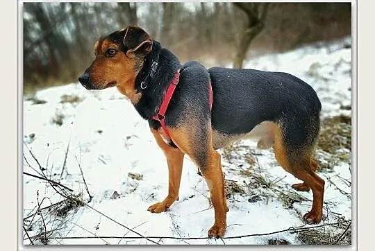 SAM,średni,łagodny,szczepiony piesek.ADOPCJA