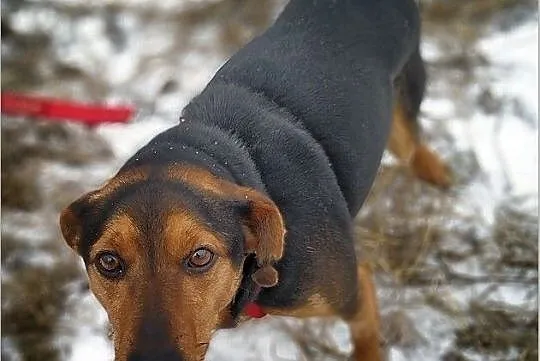 SAM,średni,łagodny,szczepiony piesek.ADOPCJA, Łódzkie, Łódź