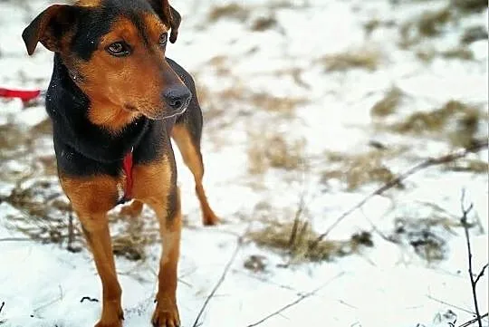 SAM,średni,łagodny,szczepiony piesek.ADOPCJA, Łódzkie, Łódź