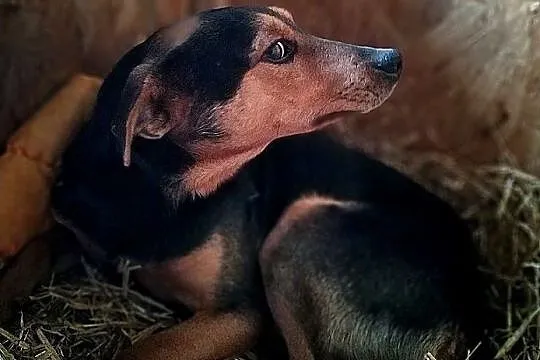 SAM,średni,łagodny,szczepiony piesek.ADOPCJA, Łódzkie, Łódź