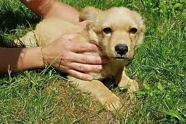 Malutka biszkoptowa sunia czeka na swojego człowieka,  mazowieckie Warszawa, Mazowieckie, Warszawa