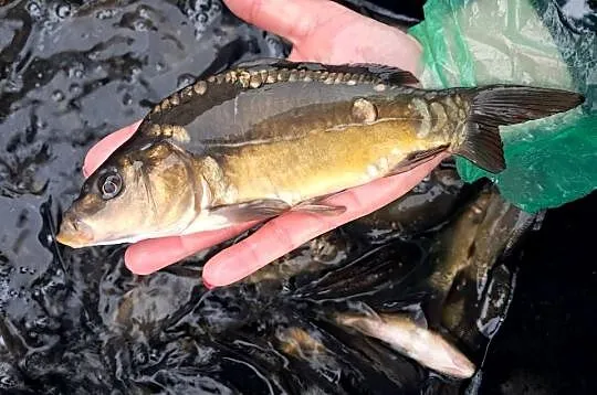 Karp 15-20cm Węgorz jesiotr
