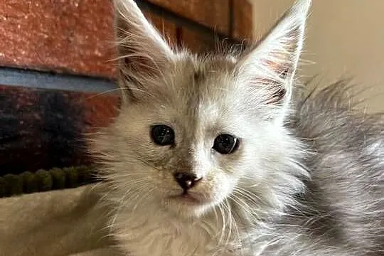 Iris kotka Maine Coon