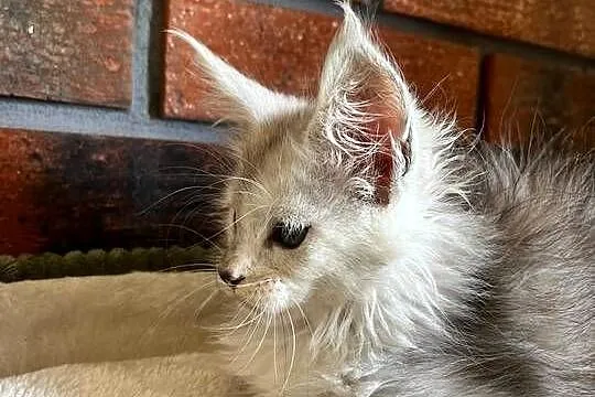Iris kotka Maine Coon, Kujawsko-pomorskie, Szembruk