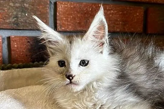 Iris kotka Maine Coon, Kujawsko-pomorskie, Szembruk