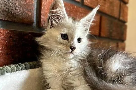 Iris kotka Maine Coon, Kujawsko-pomorskie, Szembruk