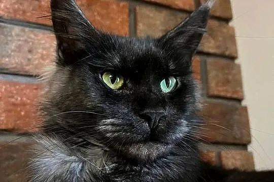 Iris kotka Maine Coon, Kujawsko-pomorskie, Szembruk