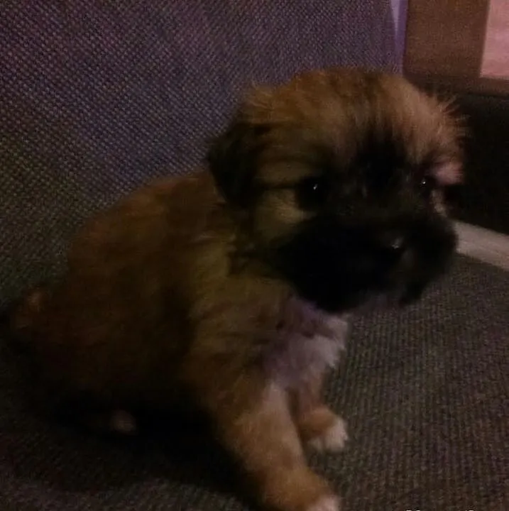 Shih tzu piesek i suczka 6 tyg