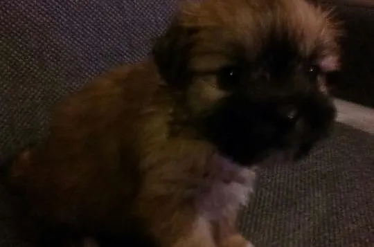 Shih tzu piesek i suczka 6 tyg