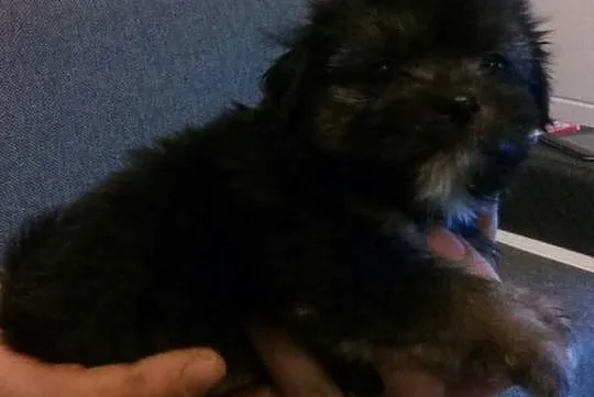 Shih tzu piesek i suczka 6 tyg