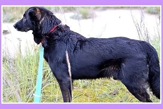 4 lata, 35 kg,łagodny,zrównoważony pies WIESIEK_Ad