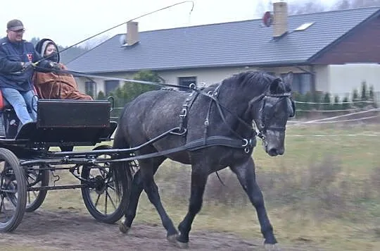 ***Młody wałach***, , 
