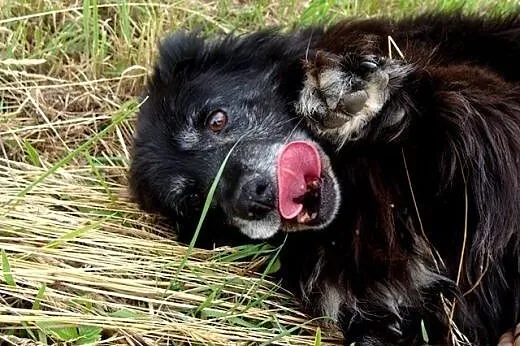Cudowna suczka Bunia czeka na dom,  śląskie Katowi