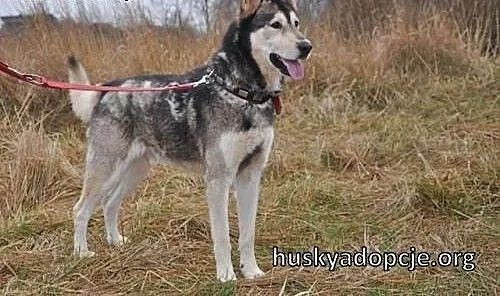 CHUCK- mądry i wesoły pies w typie rasy Alaskan Ma