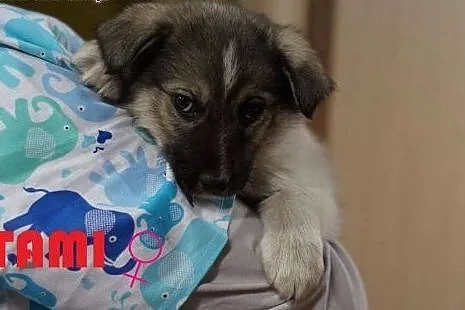 GUMISIE - 5 uroczych, małych niedźwiadków pilnie s