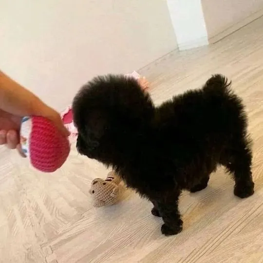Szczenięta rasowego pudla czarnego gotowe na nowy dom........