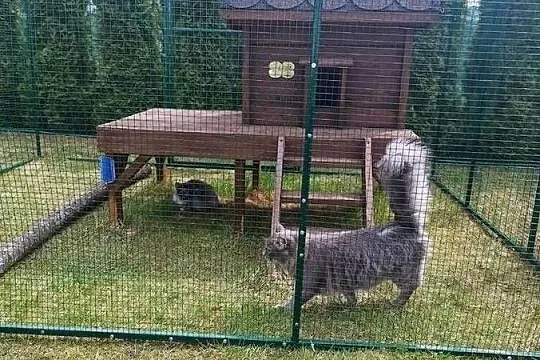 Woliera dla kotów