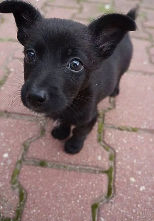 SZCZENIACZEK szuka domu! adoptuj Pacino!, mazowie