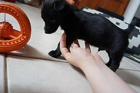 SZCZENIACZEK szuka domu! adoptuj Pacino!,  mazowie